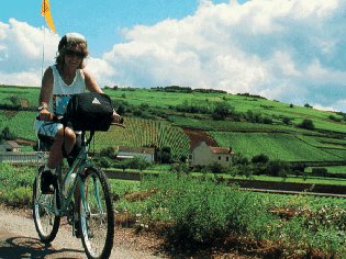 Vineyards near Beaune.