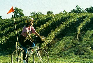 Passing Virginia's vineyards.