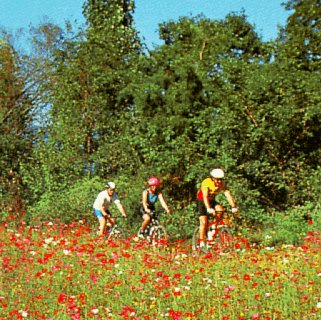 Bicycling through wildflowers.