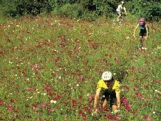 Riding through a bed of wildflowers.