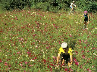 Cycling through wildflowers.