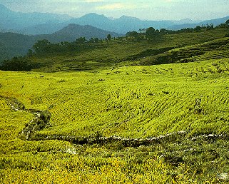 Cycle through the verdant valleys of Nepal.