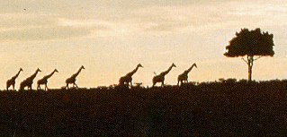 Giraffes cross the African plain.