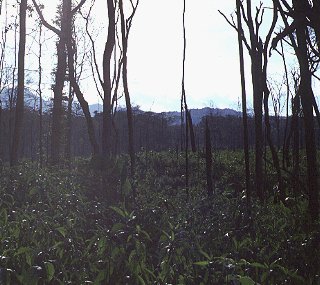 The jungle of Central America.