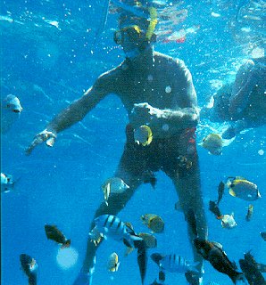 Diving off the Kona Coast.