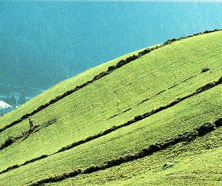 A hillside in the Pyrenees.