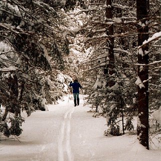 A skier enjoys the serenity of the Maine woods.