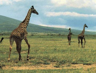 Giraffes amble across the plains of Tanzania.