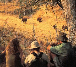 Elephants in Matusadona National Park.