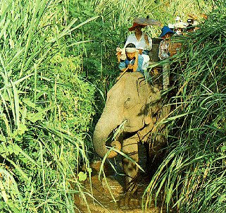 Thai elephant safari.