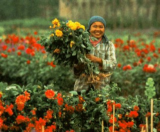 Flower farm on the outskirts of Hanoi.