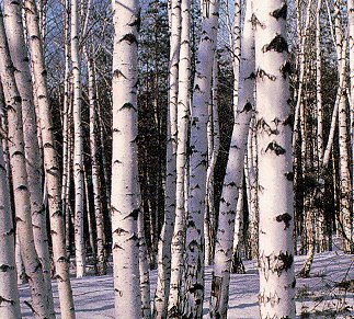 Siberia's famous forests.