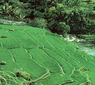Rice terraces above the Ayung River.