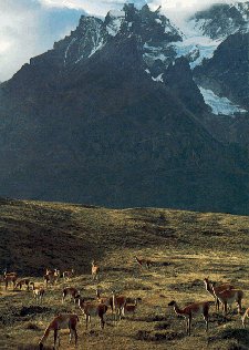 The wildlife of Patagonia.