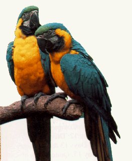 Macaws in the jungle.