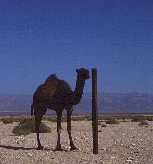 A camel in the Sinai desert.