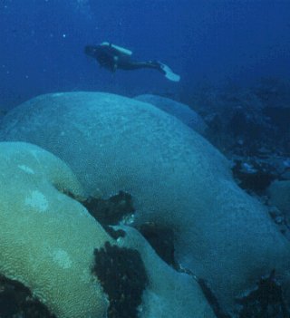 A diver explores Tobago's pristine seas.