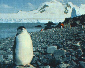 Explore the rugged landscape of Antarctica.