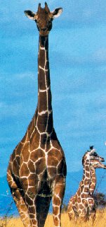Giraffes.