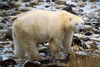 A polar bear in Manitoba.