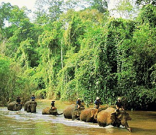 Exploring northern Thailand by elephant.