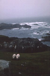 Sheep grazing in Ireland.