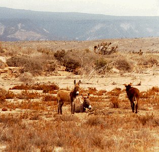 Burros relax after carrying packs.