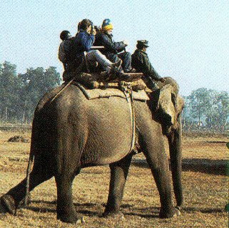 Observing wildlife from atop elephant.