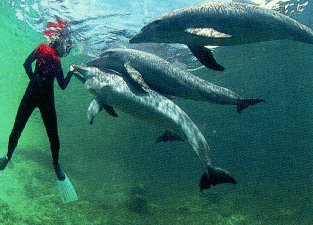 Snorkeling with dolphins at Bailey's Key.