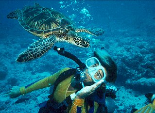 Guide Lisa Choquette with a green sea turtle.