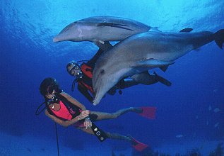 Playing with dolphins.