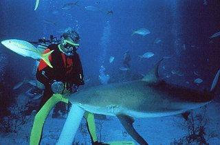 A diver hand-feeds a shark.