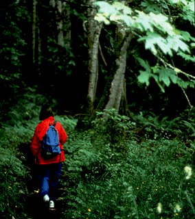 A hiker walks through the lush Olympic forest.