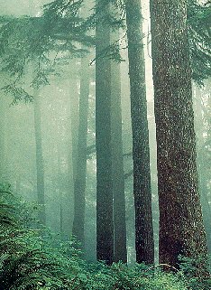 Old growth hemlock in Oregon's Cascade Mountains.