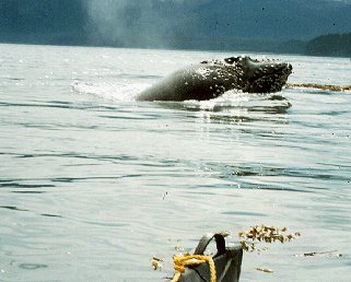 A humpback whale lunges above Ky Strait.