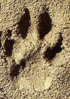 Impressive animal tracks.