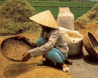 Winnowing rice in Vietnam.