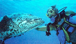 Close encounters in the Great Barrier Reef.