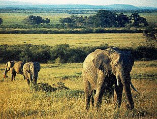 A matriarch leads her herd in the Masai Mara.