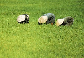 The rice fields of Phu Khanh.