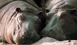 Dozing hippos.