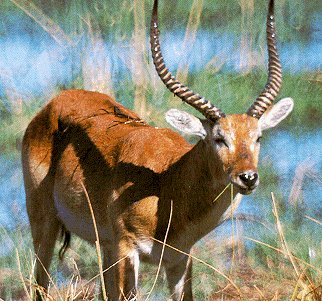 The lechwe, a beautiful southern African animal.