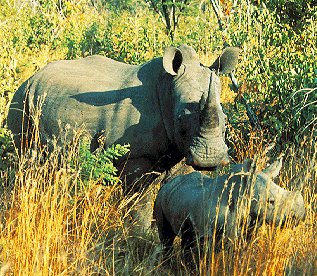 Rare white rhinos on the grasslands of Africa.