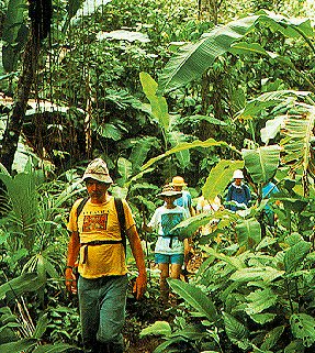 Explore the rain forest of Costa Rica.