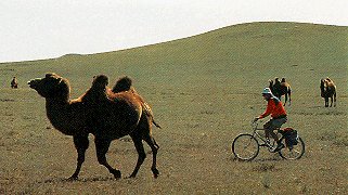 Mountain biking with the camels in Inner Mongolia.