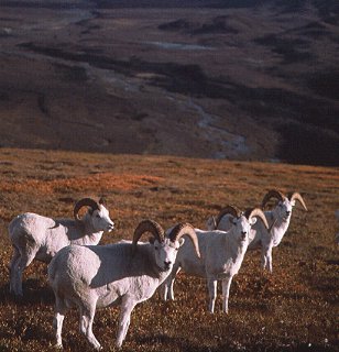 Dall sheep graze above the Noatak River.