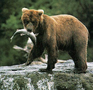 Young brown bear and salmon at Brooks River.