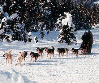 Dog sledding in Alaska's winter white.