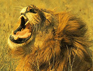 A lion roars in the grasses of the Serengeti.