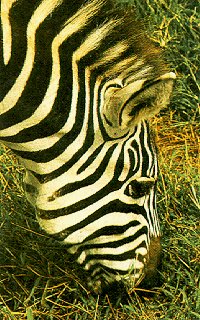 A zebra feeds on the Serengeti.